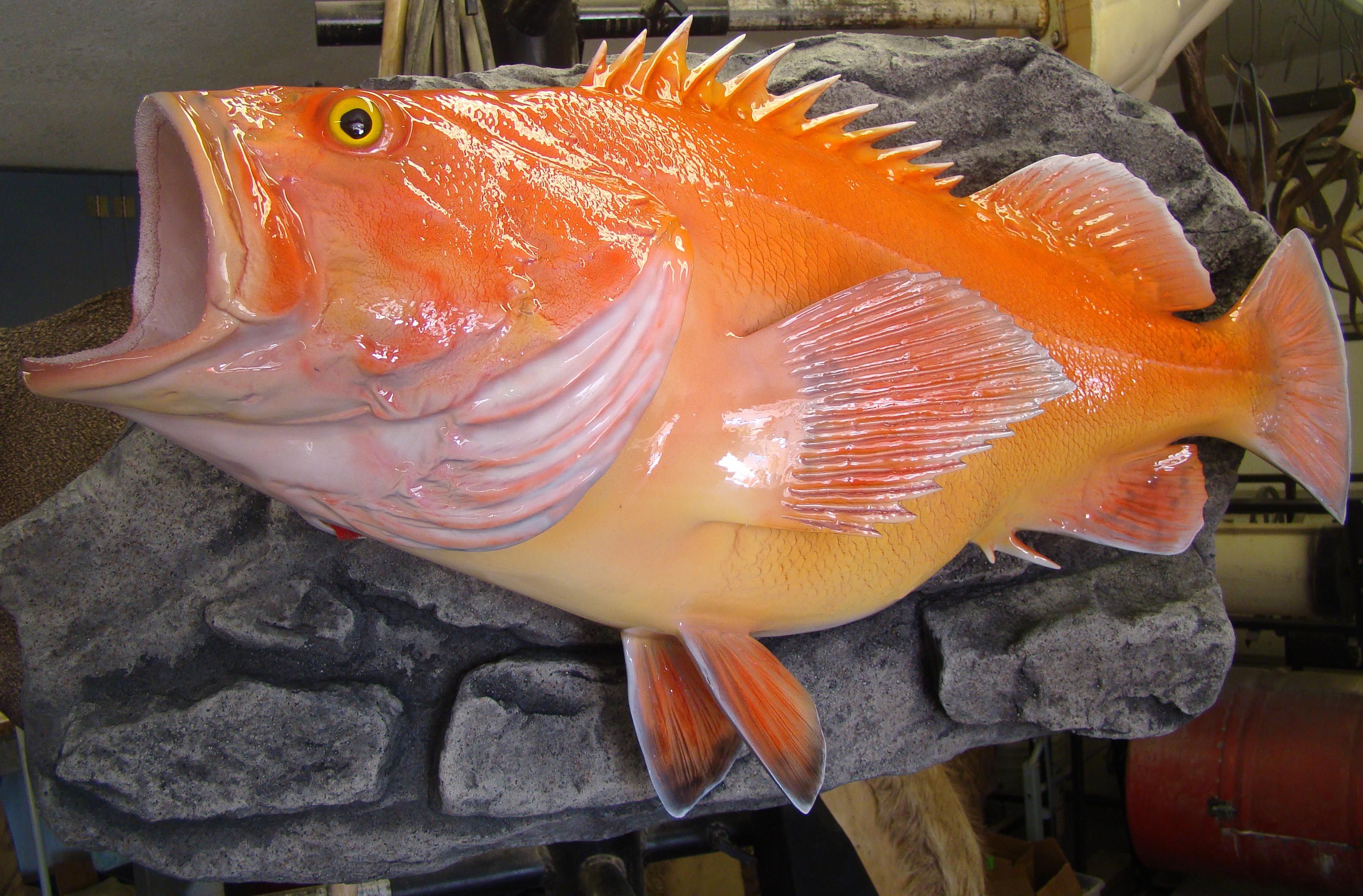 Snapper, Yelloweye - Fish Mounts