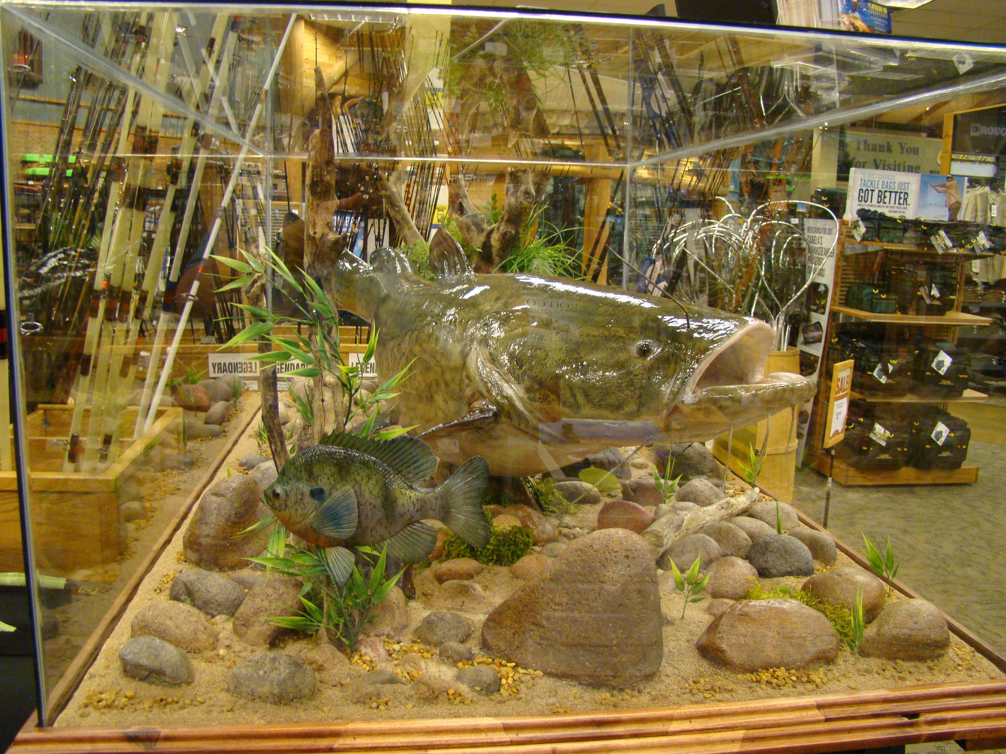 Grand Canyon Wildlife Taxidermy, Arizona Taxidermy