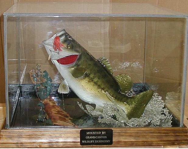 Taxidermy bass out of water