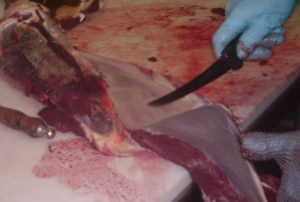 jake cutting meat with knife