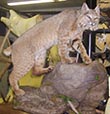 Arizona Taxidermy