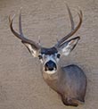 Arizona Taxidermy 