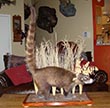 Arizona Taxidermy