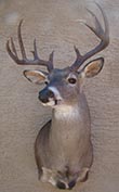 Arizona Taxidermy