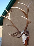 Arizona Taxidermy