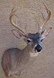 Arizona Taxidermy