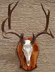 Arizona Taxidermy