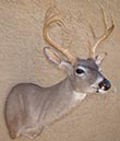 Arizona Taxidermy