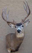 Arizona Taxidermy Antelope