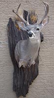 Arizona Taxidermy