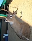 Arizona Taxidermy Antelope