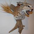 Arizona Taxidermy