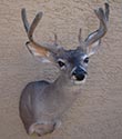 Arizona Taxidermy