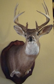 Arizona Taxidermy