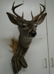 Arizona Taxidermy