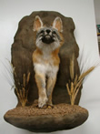 Arizona Taxidermy