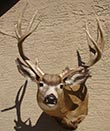 Arizona Taxidermy