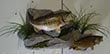 Arizona Taxidermy