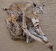 Arizona Taxidermy