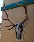 Arizona Taxidermy