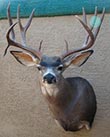 Arizona Taxidermy