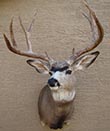 Arizona Taxidermy