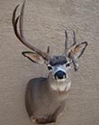 Arizona Taxidermy Antelope