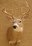 Arizona Taxidermy