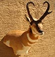 Arizona Taxidermy