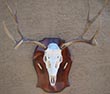 Arizona Taxidermy