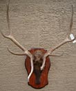 Arizona Taxidermy