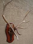 Arizona Taxidermy