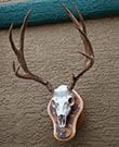 Arizona Taxidermy