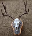 Arizona Taxidermy