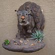 Arizona Taxidermy