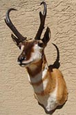 Arizona Taxidermy