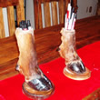 Arizona Taxidermy