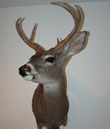 Arizona Taxidermy