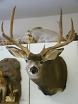 Arizona Taxidermy