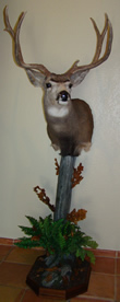 Arizona Taxidermy