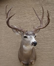 Arizona Taxidermy