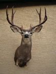 Arizona Taxidermy