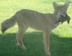 Arizona Taxidermy