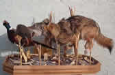 Arizona Taxidermy