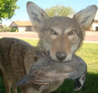 Arizona Taxidermy