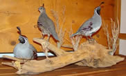 Arizona Taxidermy