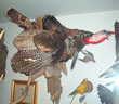 Arizona Taxidermy